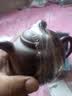 藏壶天下 宜兴紫砂壶纯手工刻绘泡茶壶功夫茶具原矿老紫泥清莲生香匏尊壶 清莲生香 270ml 实拍图
