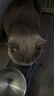 BOTH 烘焙猫粮 幼猫成猫全阶段 鸭肉梨泪痕管理 猫粮试吃200g 实拍图