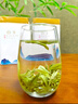 福茗源绿茶 特级正宗安吉白茶 浓香明前2026新茶头采茶叶礼盒送长辈250g 实拍图