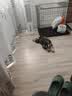 宠乐乖（CHONGLEGUAI）狗笼猫笼狗笼子中小型犬带厕所幼犬折叠便携猫笼子猫咪兔笼700ZG 实拍图