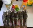 壹家盛生鲜小青龙虾冰鲜冷冻小青龙仔海鲜大虾大青龙虾国庆送礼海鲜礼盒 【5-5.3斤】共6-7只 实拍图
