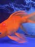 备能*日本黄粉鱼药+水族专用盐+硝化细菌鱼缸用杀菌万能养鱼老三样 实拍图