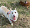 LEGENDSANDY蓝氏烘焙狗粮SSR中小型犬成犬幼犬通用全价犬粮大鹅巴西莓500g 实拍图