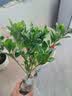 意轩 【带花苞】阳台室内盆栽花卉栀子花树苗大叶绿植四季开花枝子花 3年苗【带花苞】 不含盆 实拍图