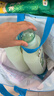 滴露（Dettol）衣物除菌液松木3L 内衣袜子衣物长效杀菌除螨 衣服消毒液儿童可用 实拍图
