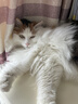 愛肯拿（ACANA）猫粮 海洋盛宴成猫幼猫粮 全价美毛无谷进口鱼肉粮5.4kg效期27/5 实拍图