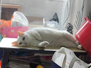网易严选全价冻干双拼猫粮3.0成猫幼猫干粮鲜鸡肉7.2kg【囤货装】宠物金选 实拍图