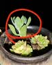 【亏本冲量】多肉植物盆栽新手套餐迷你绿植 鸡蛋碧桃1棵(不带盆和土） 实拍图