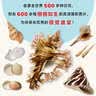 DK贝壳 DK博物系列 收录全球500余种贝壳知识 配有600余幅高清实拍图 贝类学家S.彼得·丹斯力作 中小学生课外书 青少年暑期推荐读物 实拍图