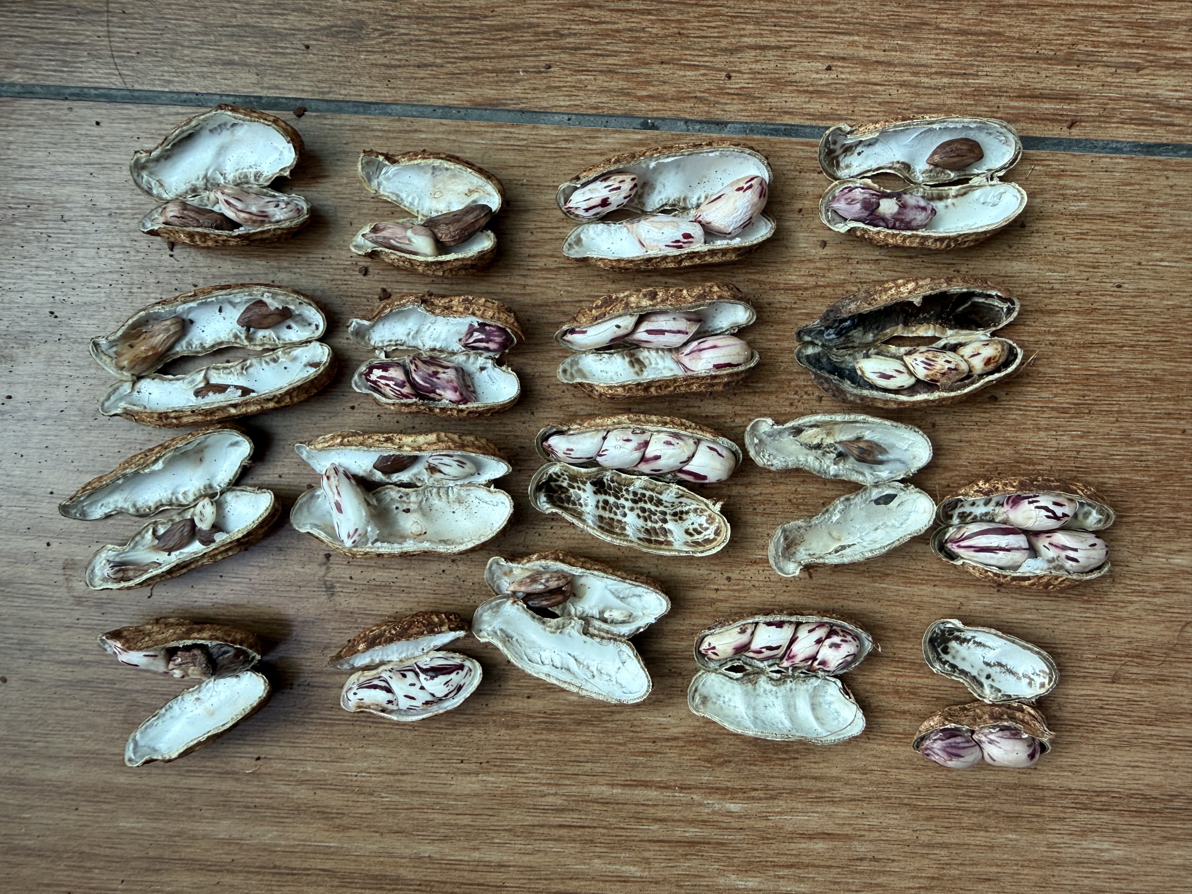 【精品大粒】云南新鲜七彩花生手工挑选带皮湿花生水果新鲜蔬菜 4斤-净重 实拍图