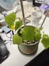 忆丝芸染发膏植物纯免漂自己在家染发剂盖白头发不沾黑茶灰色男女士专用 实拍图