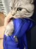 宠德多保定包猫用宠物猫咪剪指甲打针固定包洗澡神器束缚猫咪包洗猫袋 蓝色 M号（42*25cm 适合3-5kg犬猫） 实拍图