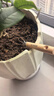 史丹利不锈钢小铲子花铲挖沙耙子园艺工具松土赶海沙滩玩具种菜养花套装 实拍图