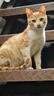 奥丁（ODIN）猫粮 鲜肉美毛 幼猫成猫美短英短蓝猫暹罗猫 鱼肉味天然猫粮2kg 实拍图