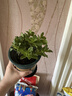 迷迭香苗盆栽可食用驱蚊植物香草薄荷苗绿植物室内煎牛排水培花卉 2盆迷迭香大盆苗约20cm高+加仑盆 实拍图