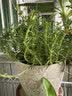 花翁重瓣太阳花苗宿根多年生枝条混色植物盆栽绿植花卉耐晒源头直发 实拍图