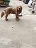 凯锐思 巴哥狗粮 八哥犬幼犬成犬专用巴哥犬狗粮小中型犬囤货装 【便臭管理】巴哥羊奶味40斤 实拍图