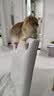 浦力斯奥豆腐猫砂绿茶小颗粒猫砂真空植物猫砂结团猫砂5斤除臭清香 实拍图