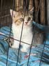 KINGJERRY金吉瑞幼猫专用粮1-12月幼猫奶糕猫粮牛初乳益生元蛋黄猫粮1.25kg 幼猫专用粮30包共15斤 实拍图