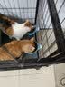 星舵宠物猫碗狗碗兔子碗防打翻悬挂式宠物不锈钢挂笼子猫狗兔子碗食盆 小号蓝色 实拍图