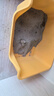 珍鱼堡膨润土猫砂20斤除臭低尘矿石次日达大包鲜橙矿砂小颗粒 实拍图