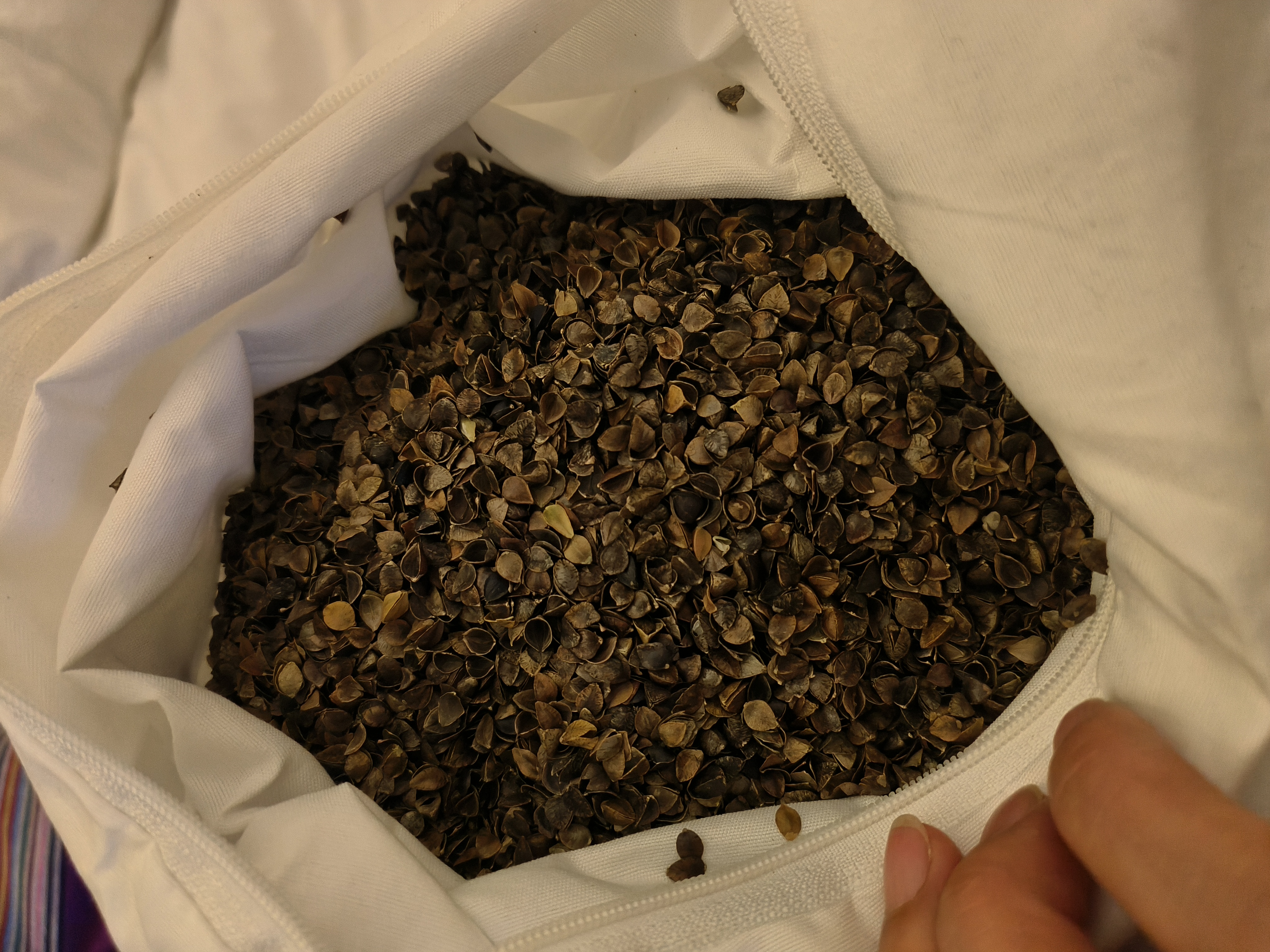 喜偌家纺老粗布荞麦枕粗布枕头全荞麦壳枕艾草枕头荞麦枕单人枕头苦荞麦壳 紫色长方形 单只 甜荞麦壳 实拍图