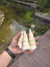 华味亨月牙美仁原味瓜子300g大颗粒新疆牙签瓜子坚果炒货休闲零食团购 实拍图