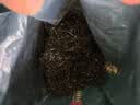 谢裕大绿茶黄山毛峰特级三等185g2026新茶雨前自饮口粮茶叶老茶客推荐 实拍图
