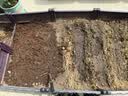 史丹利椰糠砖650g*3 椰土砖椰砖营养土脱盐花土耶砖种菜通用型 实拍图