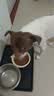 纽冠狗粮成犬幼犬鸭肉梨5kg牛肉粒双拼全价比熊泰迪金毛柯基通用10斤 实拍图