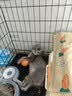宠乐乖（CHONGLEGUAI） 猫笼 加粗侧开门折叠大号猫别墅多层猫舍猫窝宠物猫咪用品700MLZ 实拍图
