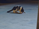 网易严选 海陆空盛宴猫条宠物零食猫湿粮成猫幼猫通用猫零食浓醇好肉营养 12g*6个 三文鱼+扇贝口味100条 实拍图