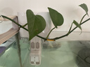 疯狂水草小型鱼缸壁挂过滤器C1净水静音循环泵三合一增氧泵吸粪 实拍图