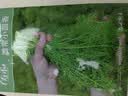 寿禾农家小茴香种子苗多茬农家秋季种四季菜籽 潍丰潍常小茴香种子25g 实拍图