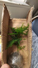 文竹盆栽绿植花卉盆景植物室内客厅水培文松云竹文竹大苗四季常青 小文竹【1颗】原盆原土球发货 高度15-25cm 实拍图