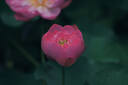 松下24-60mm F2.8全画幅微单相机标准变焦镜头（Panasonic）（S-E2460GK）L卡口 风景 肖像 特写 实拍图