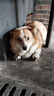 好主人狗粮 全犬种通用成犬粮2.5kg泰迪金毛拉布拉多比熊天然粮5斤/20斤 全犬种成犬粮5斤 实拍图