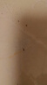 佳禾美（JIAHEMEI）电动剃毛器私处刮毛器男女士专用腋毛脸部脱毛机阴部剃毛器刮毛刀女生私密处毛发修剪器脱毛仪神器 渐变粉-升级双头剃毛器1支【干湿两用+充电款】 实拍图