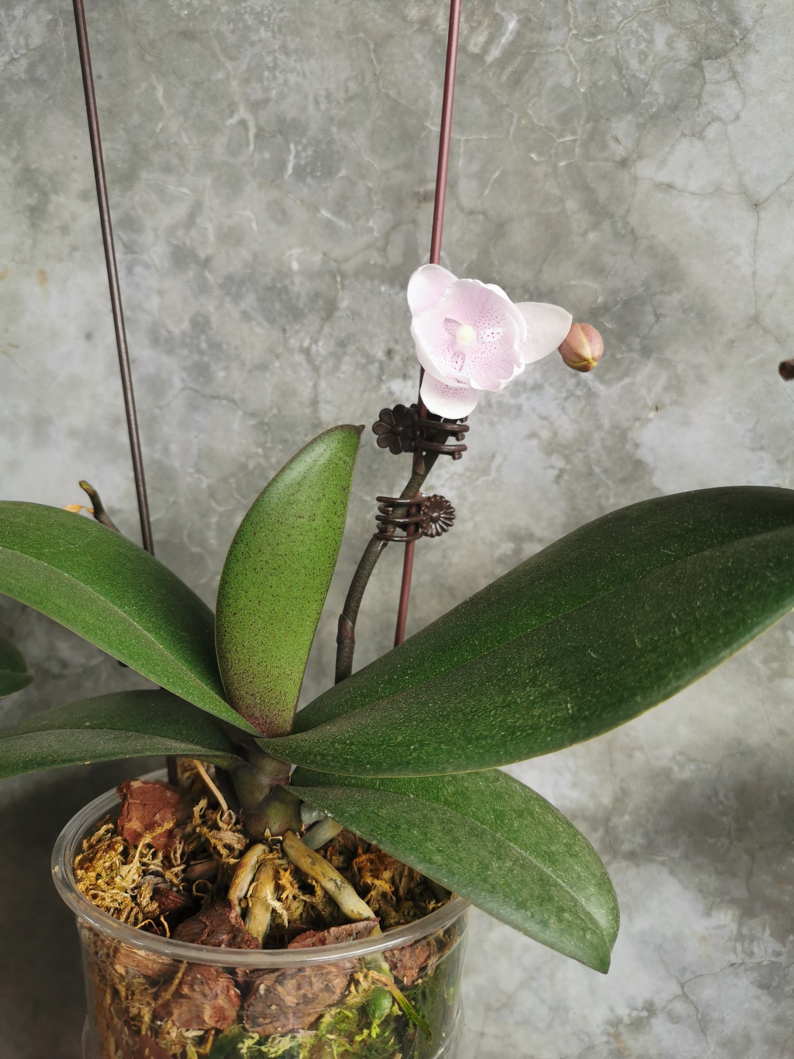 双花剑蝴蝶兰盆栽兰花大苗带花剑带花苞四季开花室内花好养易成活 25.三色鸟--双花剑发货 塑料盆栽好 实拍图