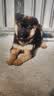 皇家狗粮 成犬狗粮 犬粮 宠物大型犬 GR26全价犬粮 ≥15月4KG 实拍图