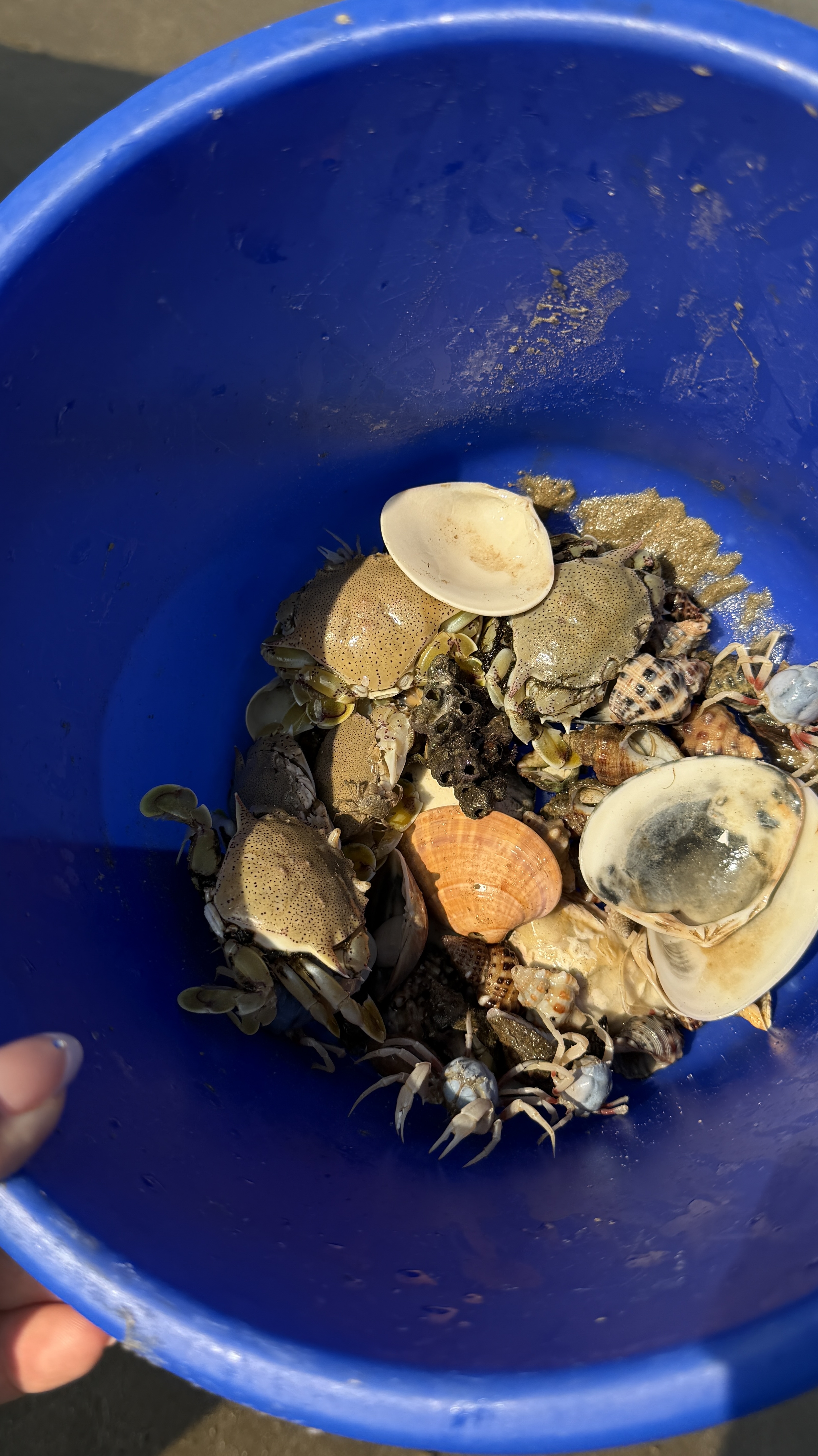 漫生活赶海工具套装沙滩挖沙玩具铁锹锄头水桶铲子夹子耙挖土种菜6件套 实拍图