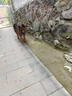 皇家狗粮 成犬狗粮 犬粮 宠物大型犬 GR26全价犬粮≥15月15KG 实拍图