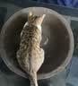 疯狂的主人猫抓板窝碗形大号猫抓盆不掉屑猫窝宠物猫玩具瓦楞纸猫爪板 实拍图