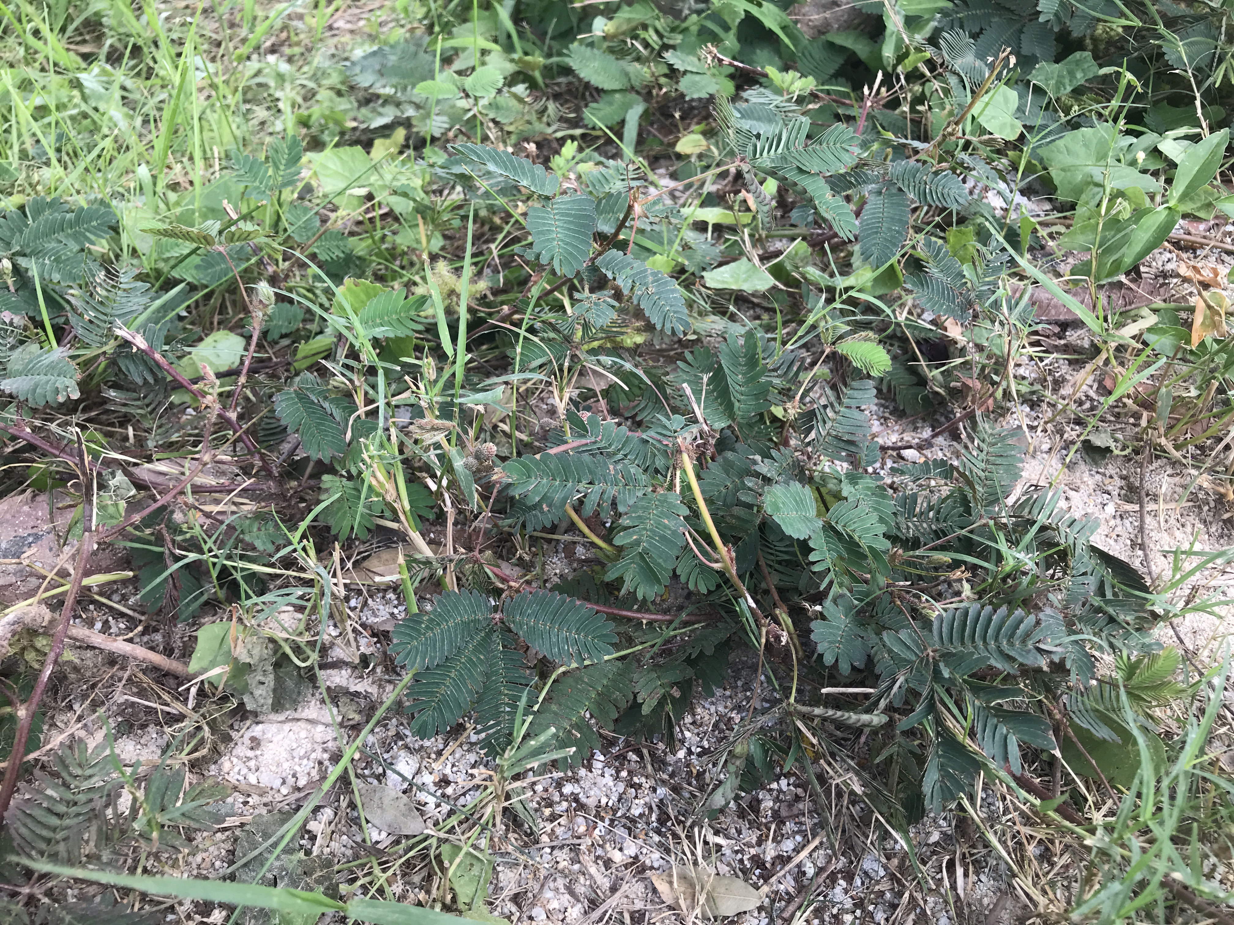 猫人一次性冰丝内裤女士无痕灭菌免洗旅行瑜伽健身出差生理期日抛M 实拍图