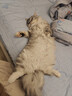 HELLOJOY猫梳子狗狗毛猫毛梳毛刷打薄刮毛神器去底绒防掉毛猫咪宠物开结刀 实拍图