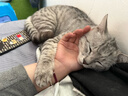 网易严选猫湿粮宠物零食浓汤大口肉罐头 鸡肉+三文鱼85g*6罐 实拍图