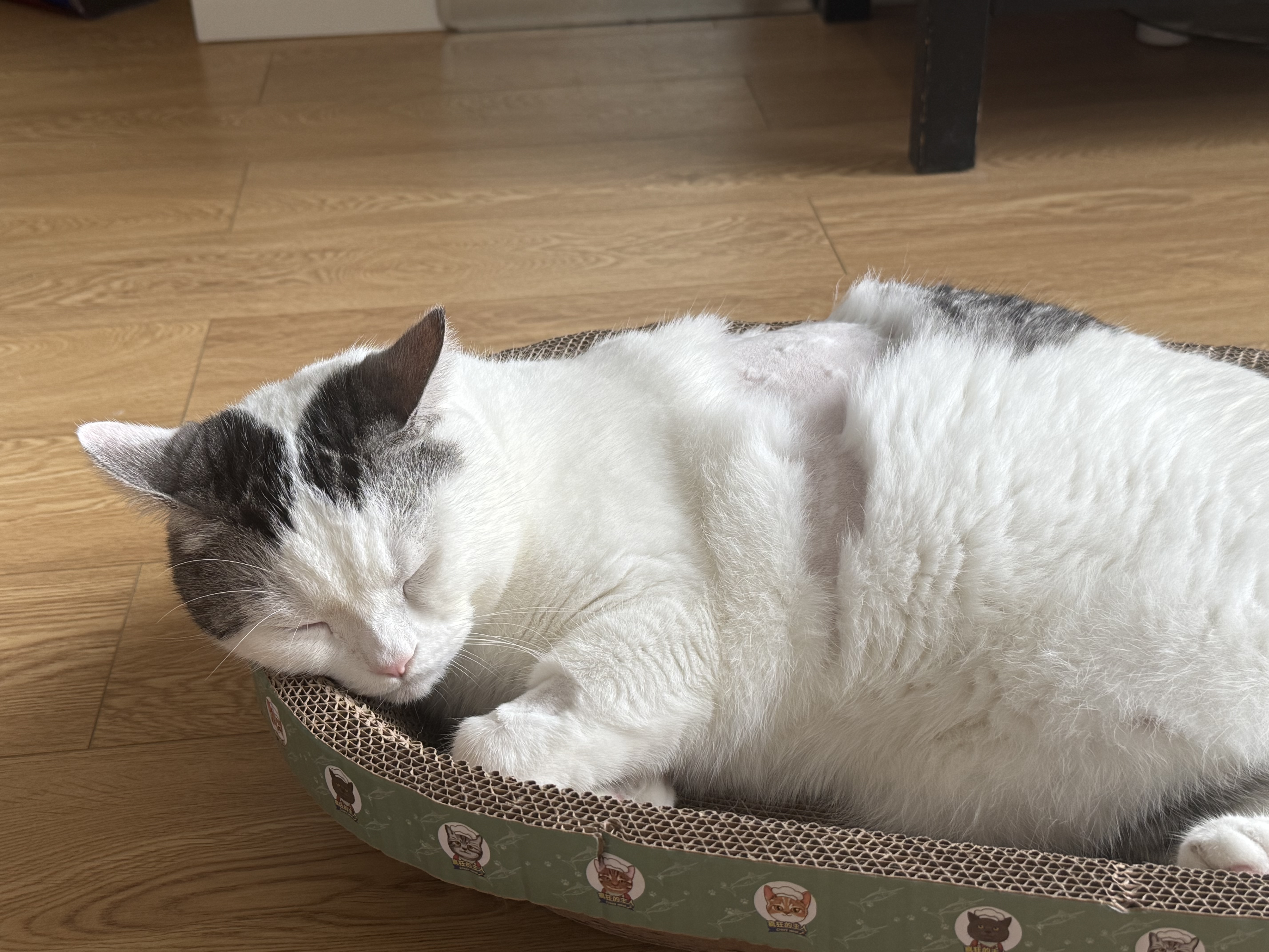 疯狂的主人猫抓板窝碗形超大号猫抓盆不掉屑猫窝宠物猫玩具瓦楞纸猫爪板 实拍图