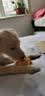 疯狂小狗 宠物狗狗零食成犬幼犬通用洁齿耐咬磨牙棒  天然鸡肉牛皮卷100g 实拍图