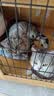 普安特宠物驱虫药猫咪驱虫体内外驱跳蚤犬虱非泼罗尼爱滴克+内驱 实拍图