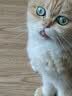 疯狂的主人猫咪玩具智能逗猫球自嗨解闷动自动避障引力球消耗体力滚滚球 实拍图